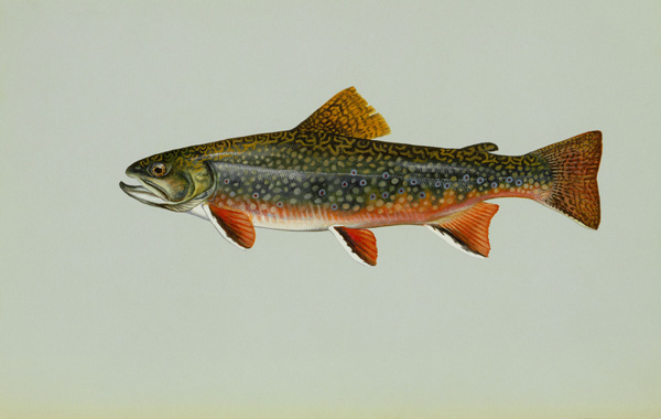 royal wulff triangle taper fly line